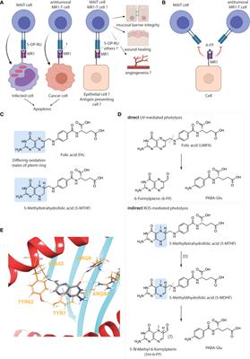 MR1-dependence of unmetabolized folic acid side-effects